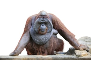 Beyaz 1 oturan orang utan