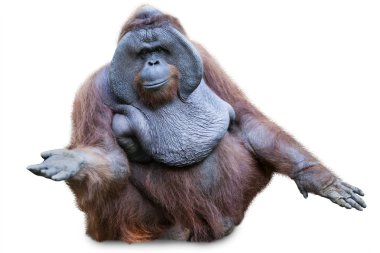 Beyaz üzerinde oturan orang utan