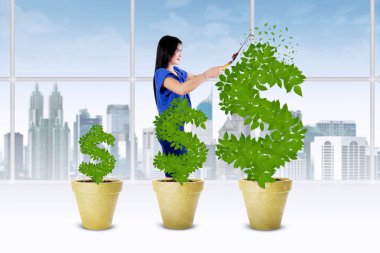 Kadın para ağacı büyüme yönetmek