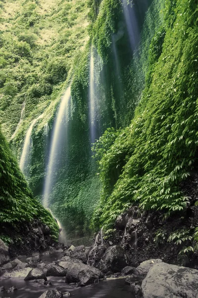 森の滝 — ストック写真