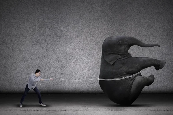 Man pulling big elephant — Stock Photo, Image