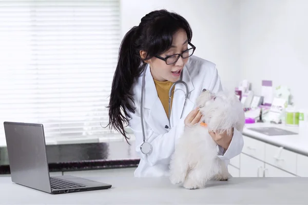 Veterinário feminino verificando uma boca de cão — Fotografia de Stock