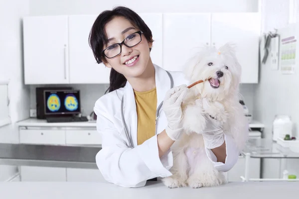 Happy veterinarian and dog in clinic — Stock Photo, Image