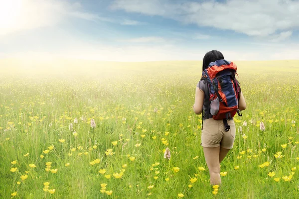 Турист, идущий по цветущему лугу — стоковое фото
