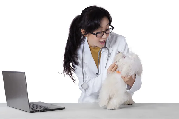 Young veterinarian checks a dog healthy — Stock Photo, Image