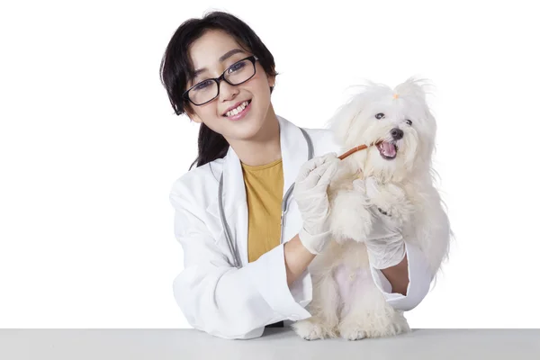 Veterinário alegre dá lanche no cão — Fotografia de Stock