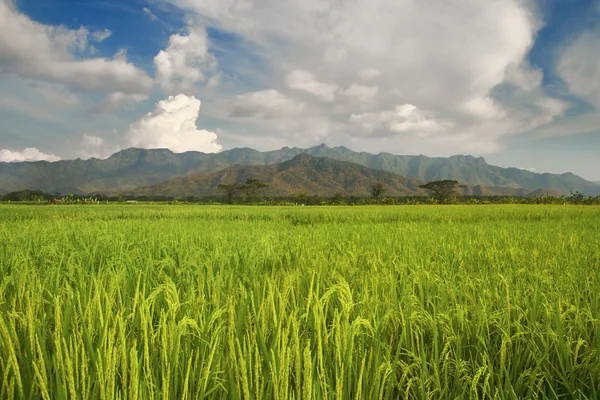 Campo de arroz con vistas a las montañas — Foto de Stock