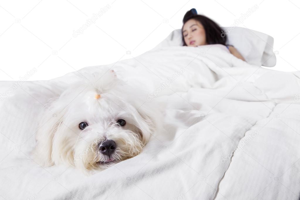 Cute dog sleeping on bed with his owner