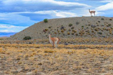 Fitzroy 'a giderken Arjantin' de guanakas manzarası. Güney Patagonya 'da Fitzroy yolu üzerindeki çayır manzarası