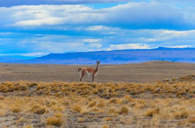 Fitzroy 'a giderken Arjantin' de guanakas manzarası. Güney Patagonya 'da Fitzroy yolu üzerindeki çayır manzarası
