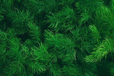 Tasarım şablonu için kopyalama alanı olan kalıp paneli için doğal arkaplan, doğal desen, tropikal soyut düzen bırakır.