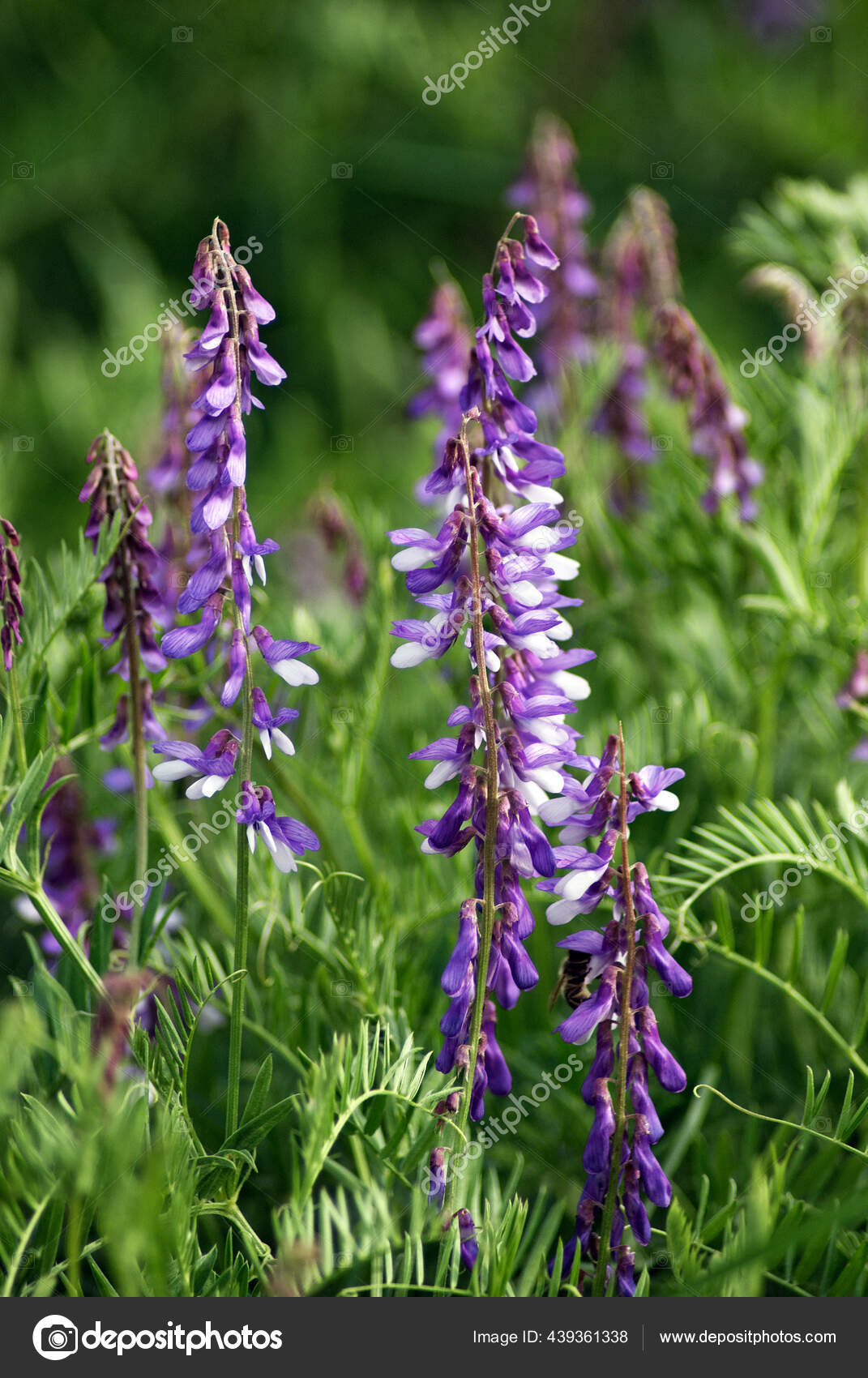 Vicia Cracca Tufted Vetch Cow Vetch Bird Vetch Blue Vetch Stock Photo