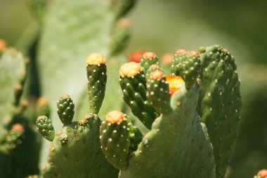 Dikenli Armut Kaktüsü Çiçeği. Yakın plan.