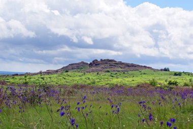Salvia fıstığı, adaçayı. Steppe. Ulusal Park 