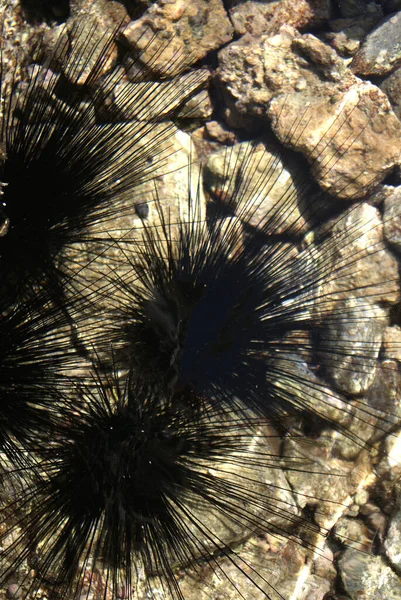Sea Urchin Echinothrix Diadema 通常称为海胆 Diadema Urchin 或蓝黑色海胆 Blue Black — 图库照片
