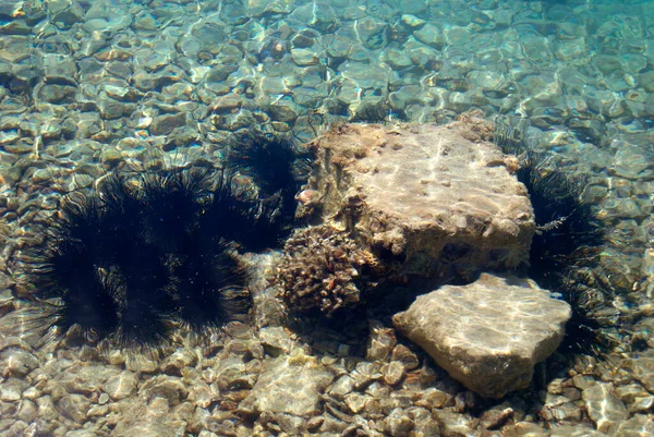 Sea Urchin Echinothrix Diadema 通常称为海胆 Diadema Urchin 或蓝黑色海胆 Blue Black — 图库照片