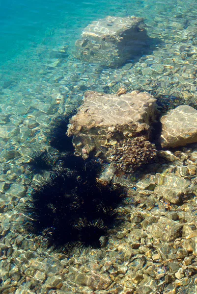 Sea Urchin Echinothrix Diadema Commonly Called Diadema Urchin Blue Black — Stock Photo, Image