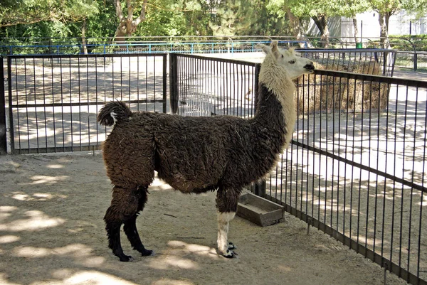 Een Lama Glama Biosfeerreservaat Askania Nova Oblast Kherson Oekraïne — Stockfoto