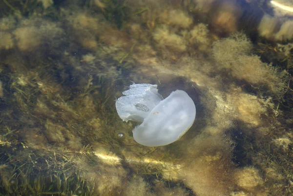 Qualle Schwimmt Unter Wasser Hintergrund Des Meeresbodens — Stockfoto