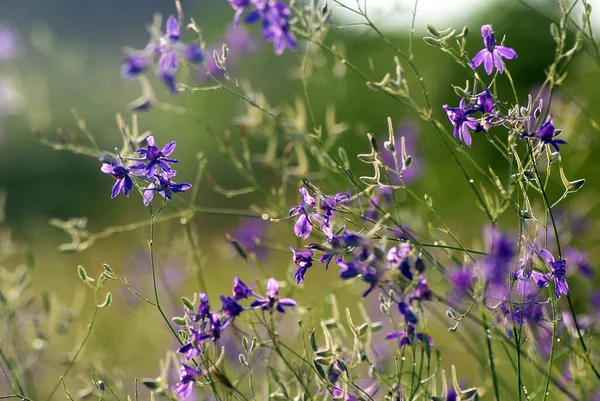 Forking Larkspur Consolida Regalis Wild Flower Close — Stock Photo, Image