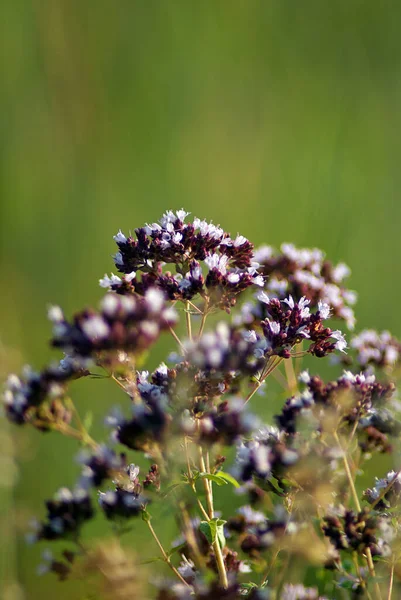 Verbena Wild Flower Close — Stock Photo, Image