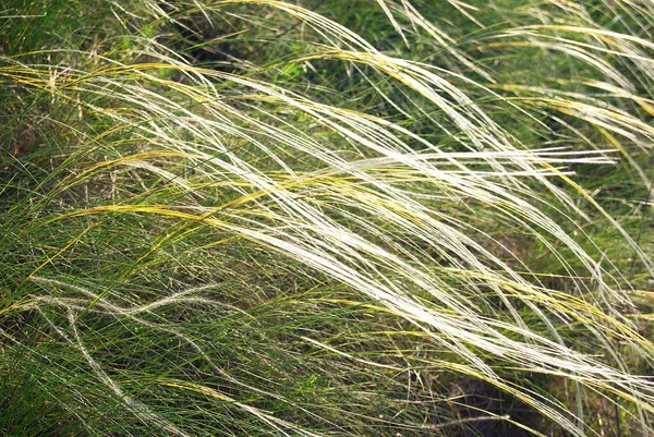 Steppe Feather Grass Background Close — Stock Photo, Image
