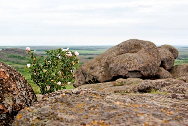 Busch Wilder Hagebutten Nationalpark Steingräber Nationales Naturschutzgebiet Donezk Ukraine — Stockfoto