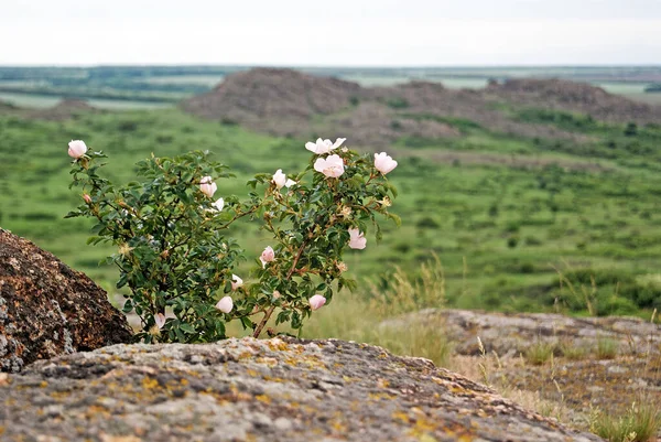 Villrosehofter Nasjonalparken Stone Tombs Nasjonalt Naturfristed Donetsk Ukraina – stockfoto