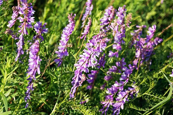 Vicia Cracca Tufted Vetch Cow Vetch Bird Vetch Blue Vetch — Stock Photo, Image