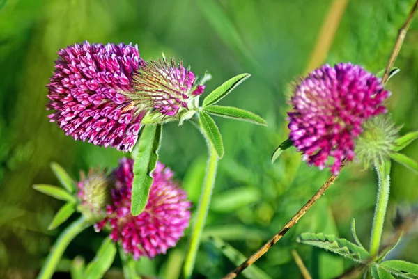 Macro Foto Natuur Veld Bloeiende Rode Klaver Bloem — Stockfoto