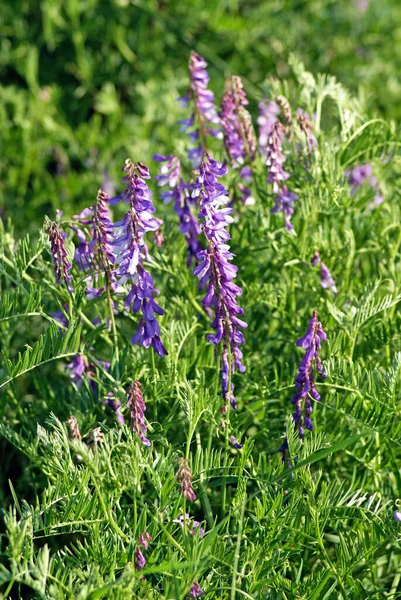 Vicia Cracca Φουντωτός Βέχ Βέχ Αγελάδας Βέχ Πουλιού Μπλε Βέχ — Φωτογραφία Αρχείου