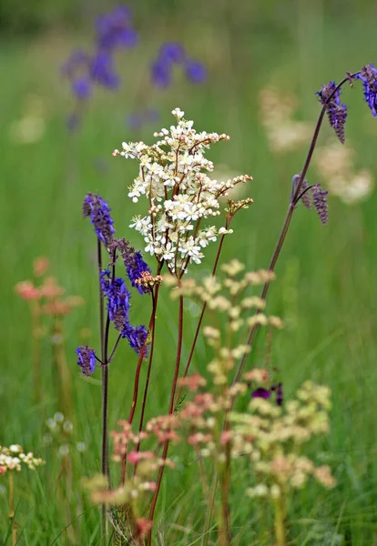 Salvia Nutans Nodding Sage Dropwort Filipendula Vulgaris Steppe — Stock Photo, Image