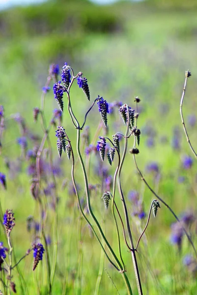 Salvia Gekken Knikkende Salie Stappenplan — Stockfoto