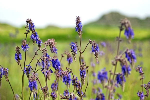 Salvia Nutans Nodding Sage Steppe — Stock Photo, Image