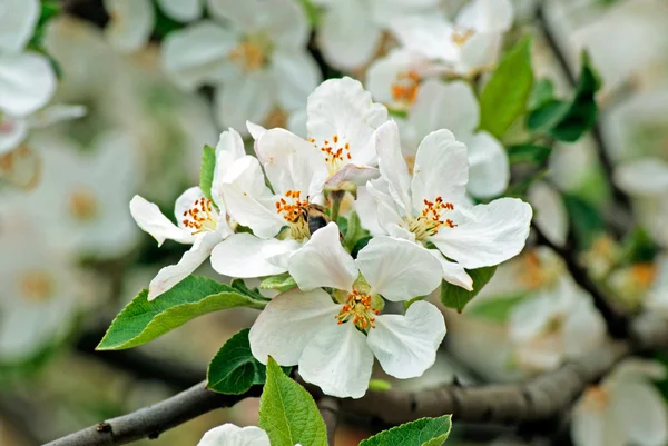 Pobočka kvetoucí švestka — Stock fotografie