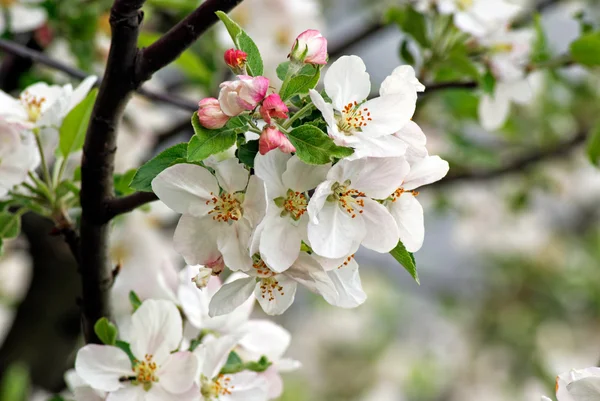 Branch of blossoming plum — Stock Photo, Image