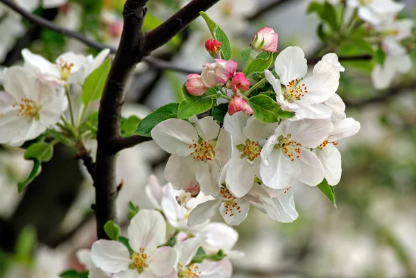 Branch of blossoming plum — Stock Photo, Image