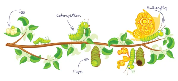 Die Metamorphose des Schmetterlings — Stockvektor