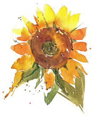 Beyaz üzerine bol suluboya ayçiçeği, anlamlı fırça darbeleri, sıçramalar ve granülasyon. Sıcak sarı-turuncu yapraklar ve yeşil yapraklar. Posterler, kartlar ve doğal dekorlar için botanik sanatı.