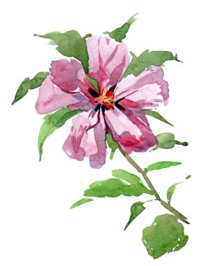 Sharon 'ın Gülü. Beyaz arka planda yeşil yapraklı pembe bir çiçeğin suluboya resmi. Zarif el yapımı botanik sanat eserleri.