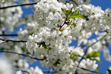 kiraz çiçekleri. bahar