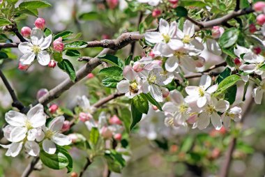 Çiçekli elma. Beyaz çiçekli ağaç