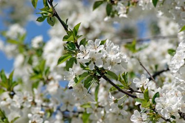 kiraz çiçekleri. bahar