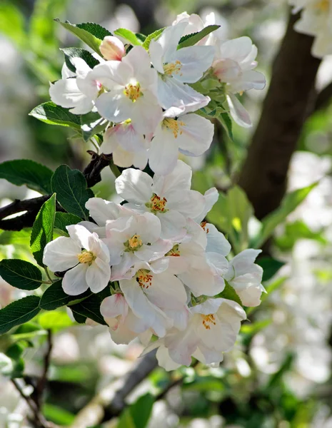 Flowering apple. Spring — Stock Photo, Image