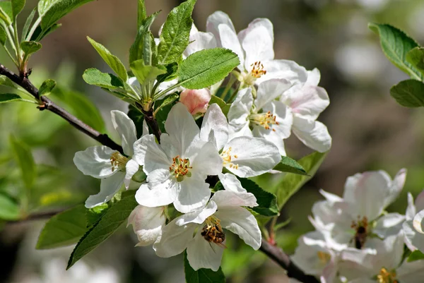 Flowering apple. Bee pollinates flower — Stock Photo, Image