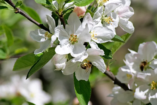 Flowering apple. Bee pollinates flower — Stock Photo, Image