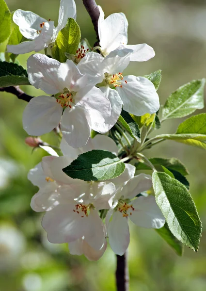 Flowering apple. Spring — Stock Photo, Image