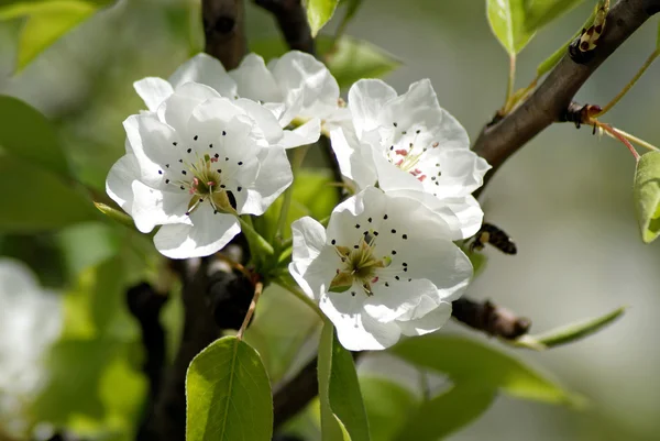 Kvetoucí hruška. Jaro — Stock fotografie