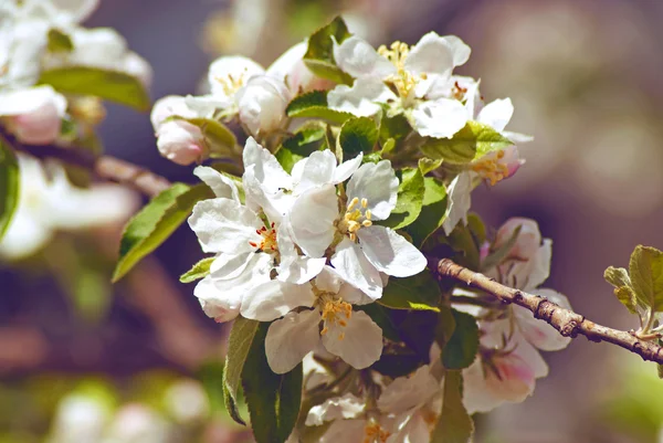 Blossoming apple. Spring — Stock Photo, Image