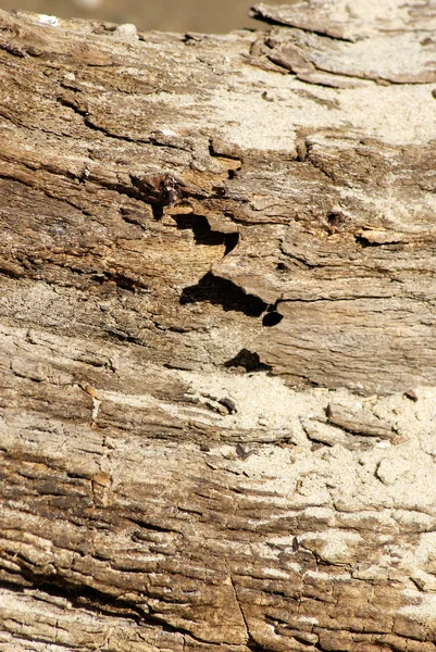 Texture of an old tree — Stock Photo, Image